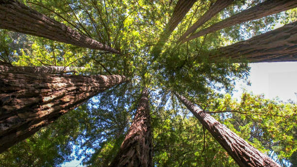 Best Tree Health Inspection  in Oakland, TN