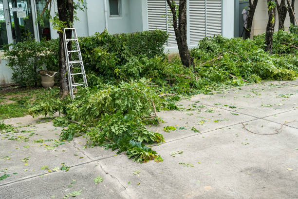 How Our Tree Care Process Works  in  Oakland, TN