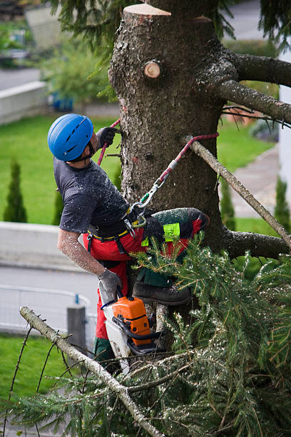 Best Stump Grinding and Removal  in Oakland, TN