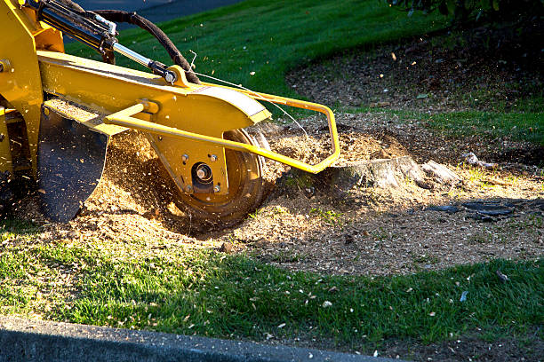 Reliable Oakland, TN Tree Removal Solutions