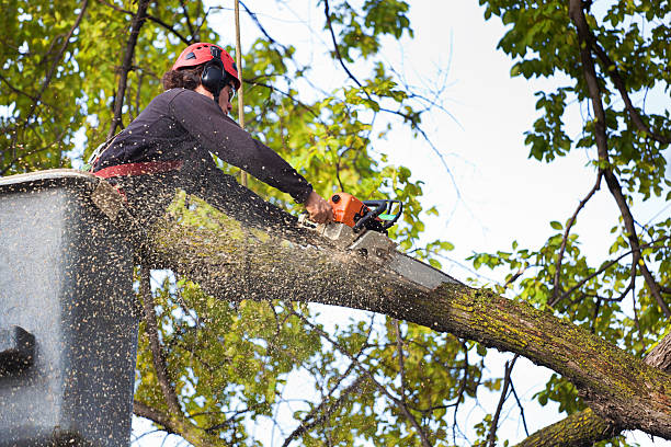 Best Tree Mulching  in Oakland, TN