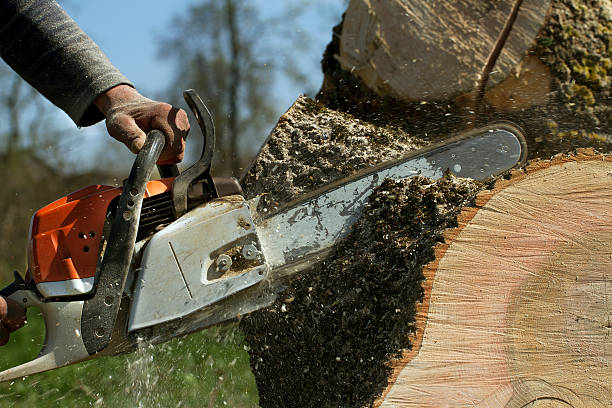 Best Root Management and Removal  in Oakland, TN